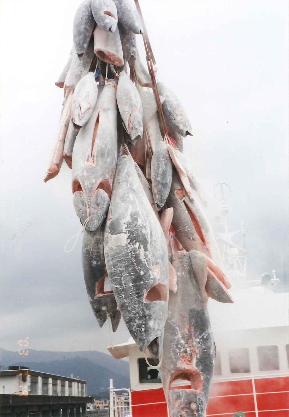 ミナミマグロの水揚げの様子